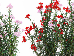 Beautiful plants with red Nerium oleander flowers in pots 1364 Modelo 3D