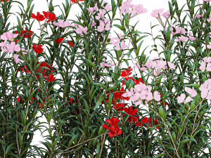 Beautiful plants with red Nerium oleander flowers in pots 1364 Modelo 3D