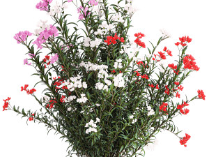 Beautiful red pink Nerium oleander flowers in pots 1365 Modelo 3D