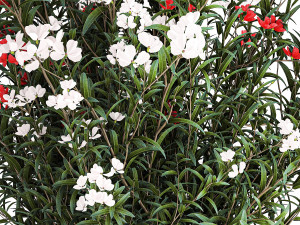 Beautiful red pink Nerium oleander flowers in pots 1365 Modelo 3D