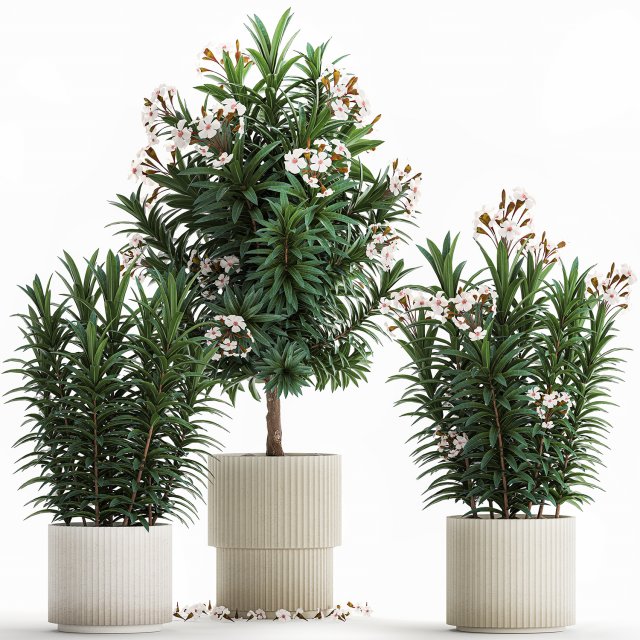 Beautiful plant white Nerium oleander flowers in pots 1366 Modelo 3D .c4d .max .obj .3ds .fbx .stl .blend 