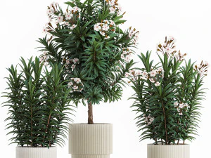 Bellissima pianta con fiori bianchi Nerium oleander in vaso 1366 Modello 3D