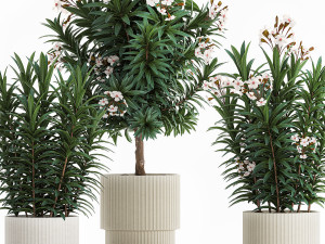 Beautiful plant white Nerium oleander flowers in pots 1366 Modelo 3D