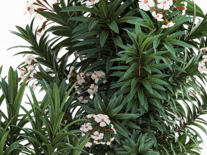 Beautiful plant white Nerium oleander flowers in pots 1366 Modelo 3D