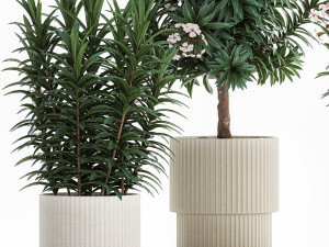 Beautiful plant white Nerium oleander flowers in pots 1366 Modelo 3D