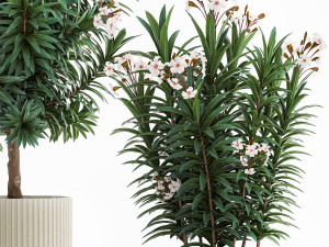 Beautiful plant white Nerium oleander flowers in pots 1366 Modelo 3D