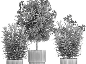 Beautiful plant white Nerium oleander flowers in pots 1366 Modelo 3D