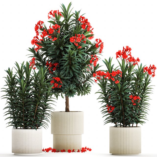 Beautiful plants red flowers Nerium oleander in pots 1367 3Dモデル .c4d .max .obj .3ds .fbx .stl .blend 