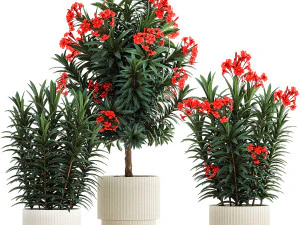 Красивые растения красные цветы Нериум, олеандр в горшках 1367 3D Модель