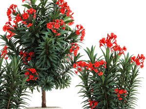 Beautiful plants red flowers Nerium oleander in pots 1367 3Dモデル