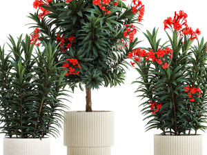 Beautiful plants red flowers Nerium oleander in pots 1367 3Dモデル