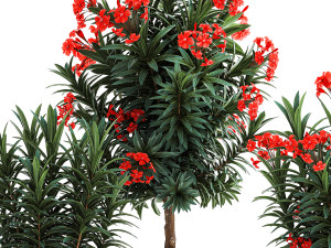 Beautiful plants red flowers Nerium oleander in pots 1367 3Dモデル