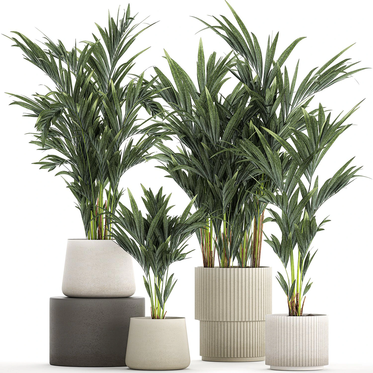 Beautiful Plant Potted Howea Palm Trees 1368 3D Model .c4d .max .obj .3ds .fbx .stl .blend 