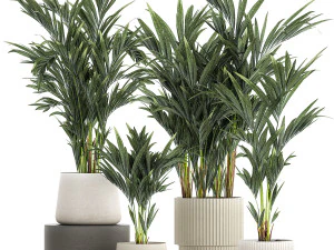 Beautiful Plant Potted Howea Palm Trees 1368 3D Model