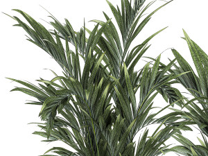Beautiful Plant Potted Howea Palm Trees 1368 3D Model