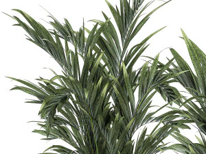 Beautiful Plant Potted Howea Palm Trees 1368 3D Model