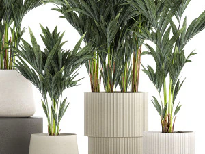 Beautiful Plant Potted Howea Palm Trees 1368 3D Model