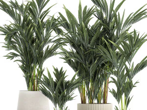 Beautiful Plant Potted Howea Palm Trees 1368 3D Model