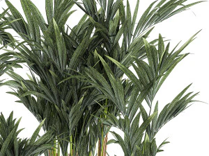 Beautiful Plant Potted Howea Palm Trees 1368 3D Model