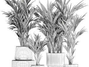 Beautiful Plant Potted Howea Palm Trees 1368 3D Model