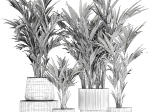 Beautiful Plant Potted Howea Palm Trees 1368 3D Model