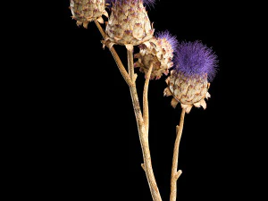 Bellissimo mazzo di fiori secchi di cardo in vaso di vetro 290 Modello 3D