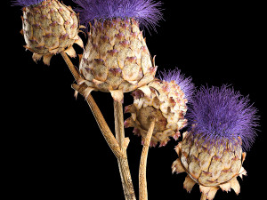 Beautiful bouquet of thistle dried flowers in a glass vase 290 3D 模型