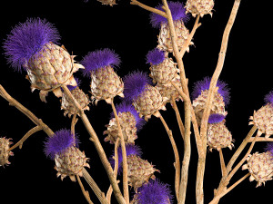 Beautiful bouquet of thistle dried flowers in a glass vase 291 Modello 3D