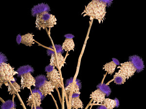 Beautiful bouquet of thistle dried flowers in a glass vase 291 Modello 3D