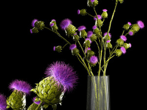Beautiful bouquet of dried Thistle thorn flowers in a glass vase 292 3D Model