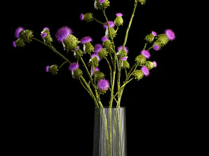 Beautiful bouquet of dried Thistle thorn flowers in a glass vase 292 3D Model