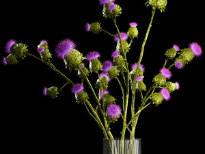 Beautiful bouquet of dried Thistle thorn flowers in a glass vase 292 3D Model