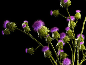 Beautiful bouquet of dried Thistle thorn flowers in a glass vase 292 3D Model