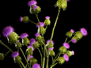 Beautiful bouquet of dried Thistle thorn flowers in a glass vase 292 3D Model