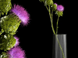Magnifique bouquet de fleurs d'&eacute;pines de chardon s&eacute;ch&eacute;es dans un vase en verre 292 Modèle 3D