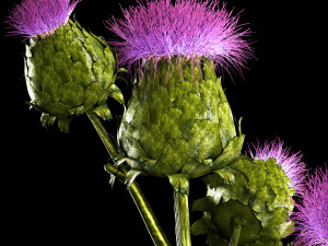 Beautiful bouquet of dried Thistle thorn flowers in a glass vase 292 Modello 3D