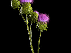 Beautiful bouquet of dried Thistle thorn flowers in a glass vase 292 Modello 3D