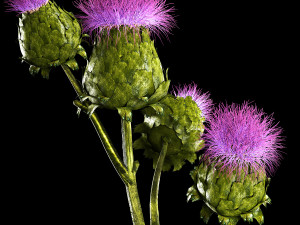Beautiful bouquet of dried Thistle thorn flowers in a glass vase 292 Modello 3D