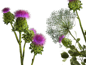Beautiful bouquet of Heracleum thorn Thistle in a glass vase 294 3D 模型