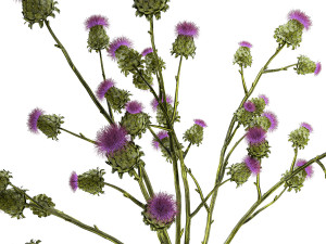 Beautiful green bouquet of Thistle thorn in a glass vase 295 Modèle 3D