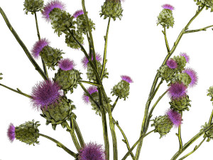 Beautiful green bouquet of Thistle thorn in a glass vase 295 Modèle 3D
