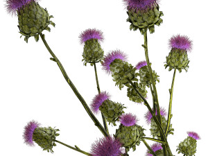 Beautiful green bouquet of Thistle thorn in a glass vase 295 Modèle 3D