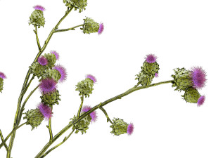 Beautiful green bouquet of Thistle thorn in a glass vase 295 Modèle 3D