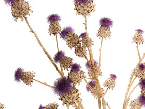 Bellissimo bouquet di fiori secchi Spina di cardo in un vaso di vetro 296 Modello 3D