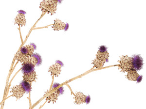 Beautiful dried flower bouquet Thistle thorn in a glass vase 296 3D मॉडल