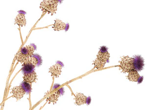 Bellissimo bouquet di fiori secchi Spina di cardo in un vaso di vetro 296 Modello 3D