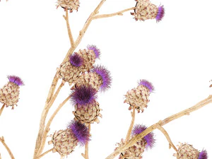 Bellissimo bouquet di fiori secchi Spina di cardo in un vaso di vetro 296 Modello 3D