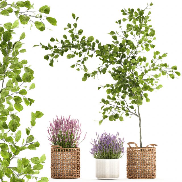 Beautiful plants in a basket lavender bush and tree 1369 3Dモデル .c4d .max .obj .3ds .fbx .stl .blend 