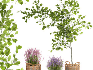 Beautiful plants in a basket lavender bush and tree 1369 3D Model
