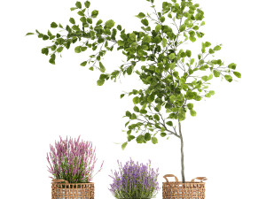 Beautiful plants in a basket lavender bush and tree 1369 3Dモデル